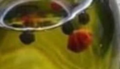 The Powerful Oil That’s Transforming Health Naturally (What Most People Don’t Know)
