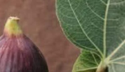The Power of Fig Leaves: Hidden Benefits in These Leaves