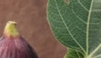 The Power of Fig Leaves: Hidden Benefits in These Leaves
