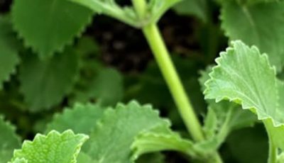 The “Vision Tree” for Blurry Eyes: Traditional Herb or Miracle Cure?