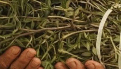 The Most Powerful Medicinal Plant Many People Still Ignore