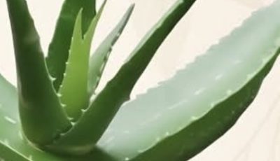 16 Health Problems That Aloe Vera Could Help Combat