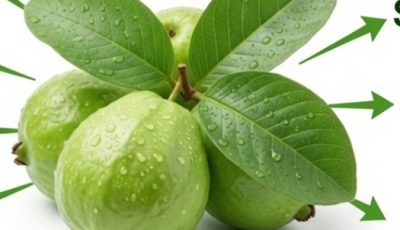 Guava Leaf Tea: Benefits, Uses, and How to Prepare It Naturally