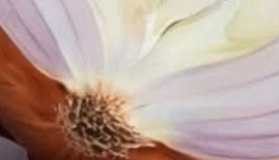 Purple Onion Remedy: The Simple Homemade Recipe That Supports Lungs, Relieves Cough, and Boosts Immunity