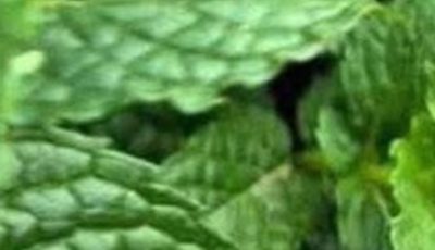 Peppermint juice with lemon: benefits, medicinal uses and how to prepare it correctly