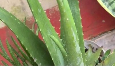 How to prepare aloe vera juice step by step