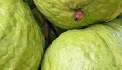 Guava Recipes for Balanced Blood Sugar and Stronger Hair – Natural Remedies that Work